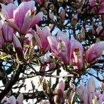  Magnolienblüten 