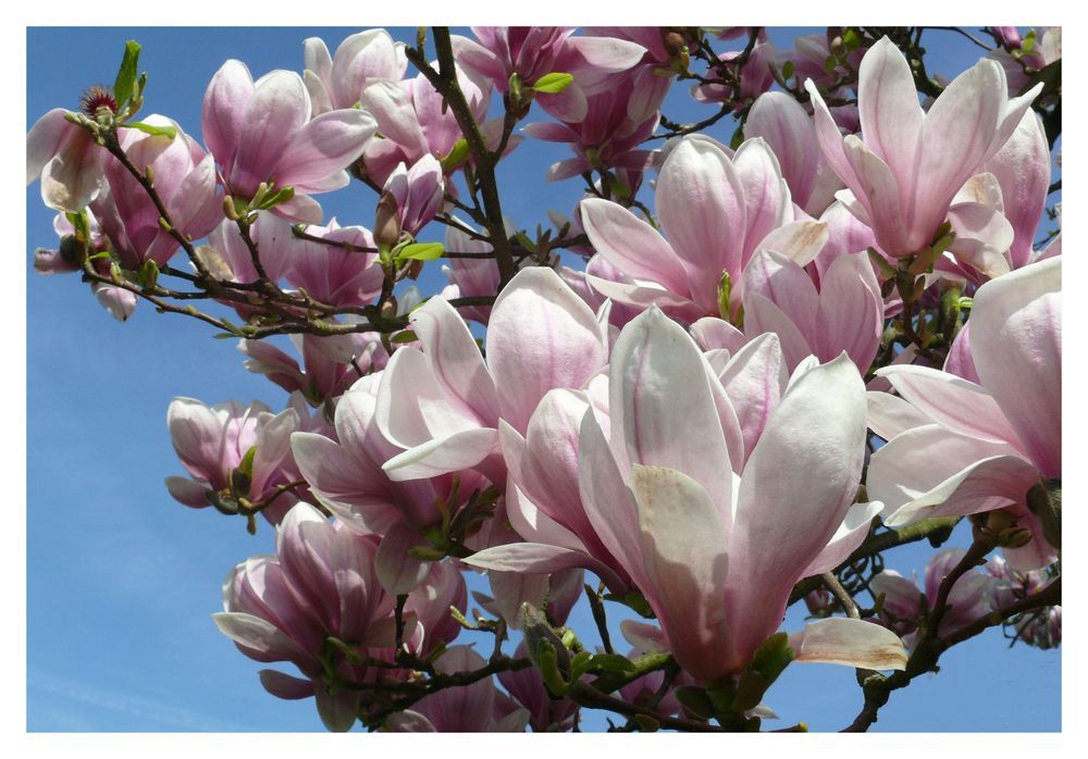 Magnolienblüten