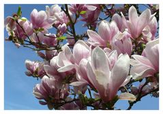 Magnolienblüten