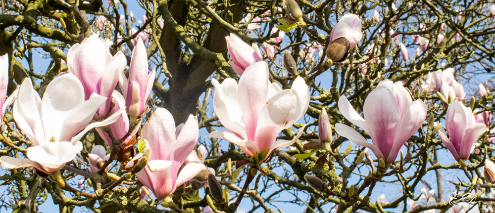 Magnolienblüten