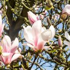 Magnolienblüten