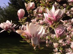 Magnolienblüten