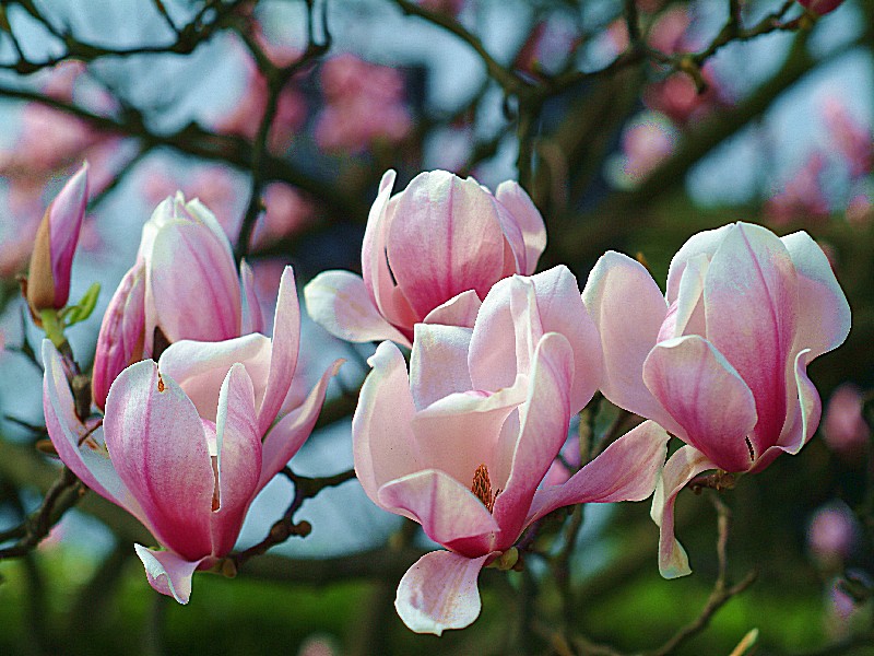 Magnolienblüten