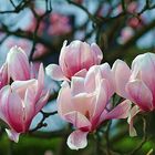 Magnolienblüten