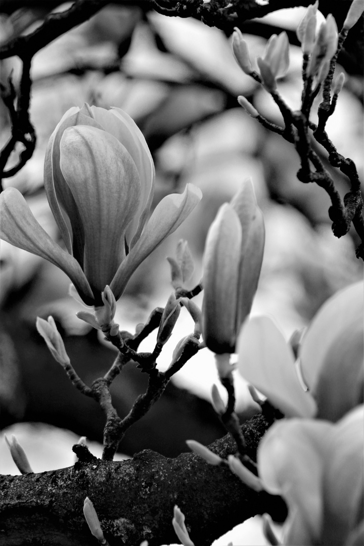 Magnolienblüten