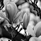 Magnolienblüten