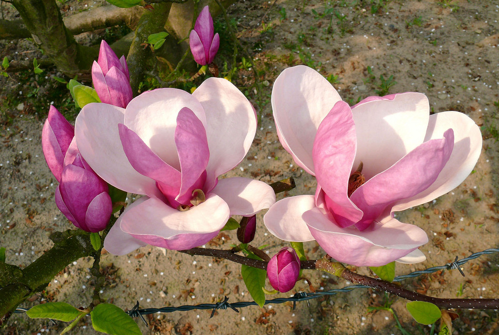 Magnolienblüten