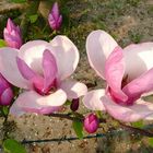 Magnolienblüten