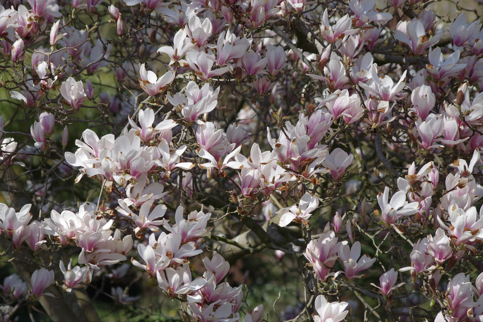 Magnolienblüten...