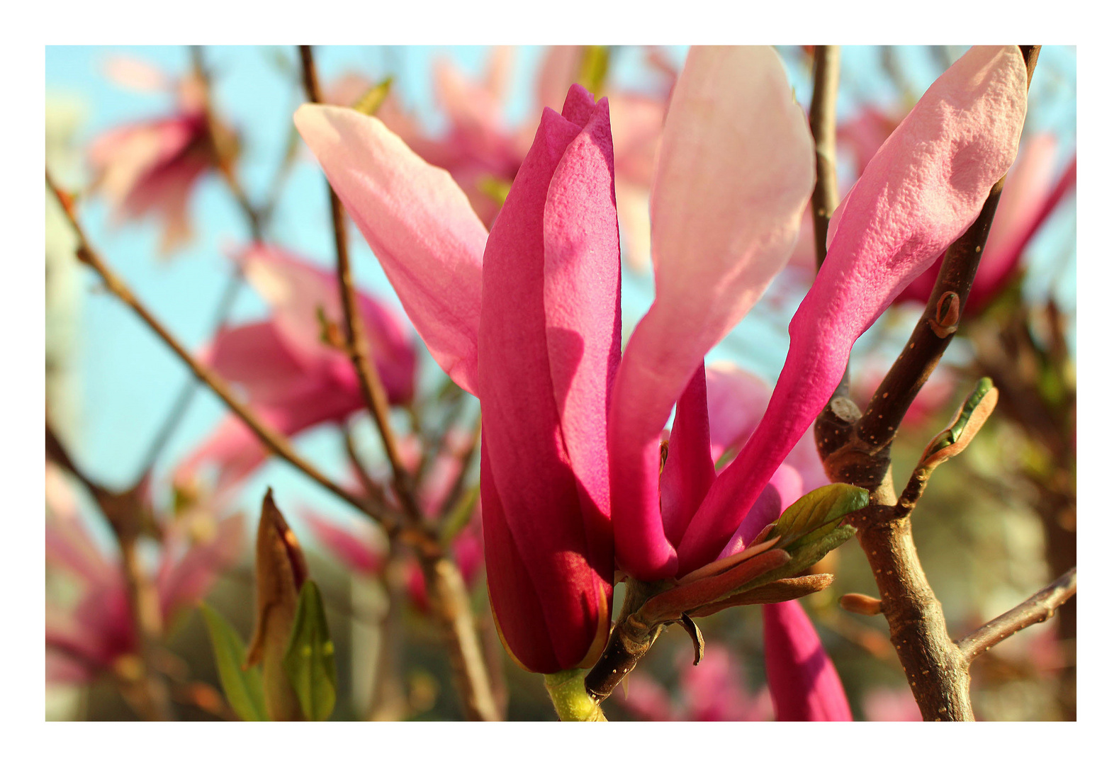 Magnolienblüten