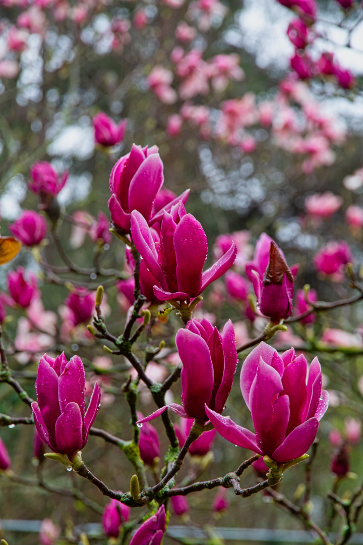 Magnolienblüten II