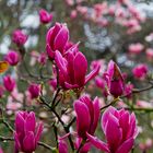 Magnolienblüten II