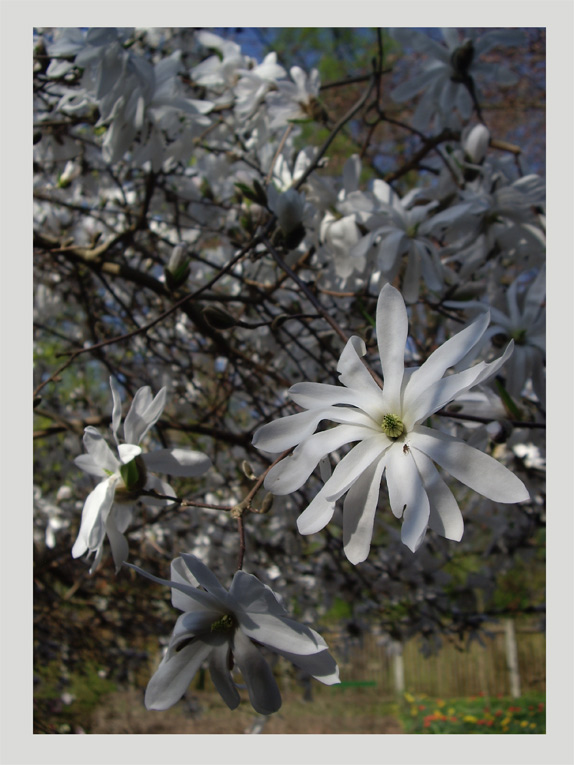 Magnolienblüten im Botanischen Garten