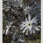 Magnolienblüten im Botanischen Garten