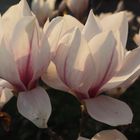 Magnolienblüten im Gegenlich