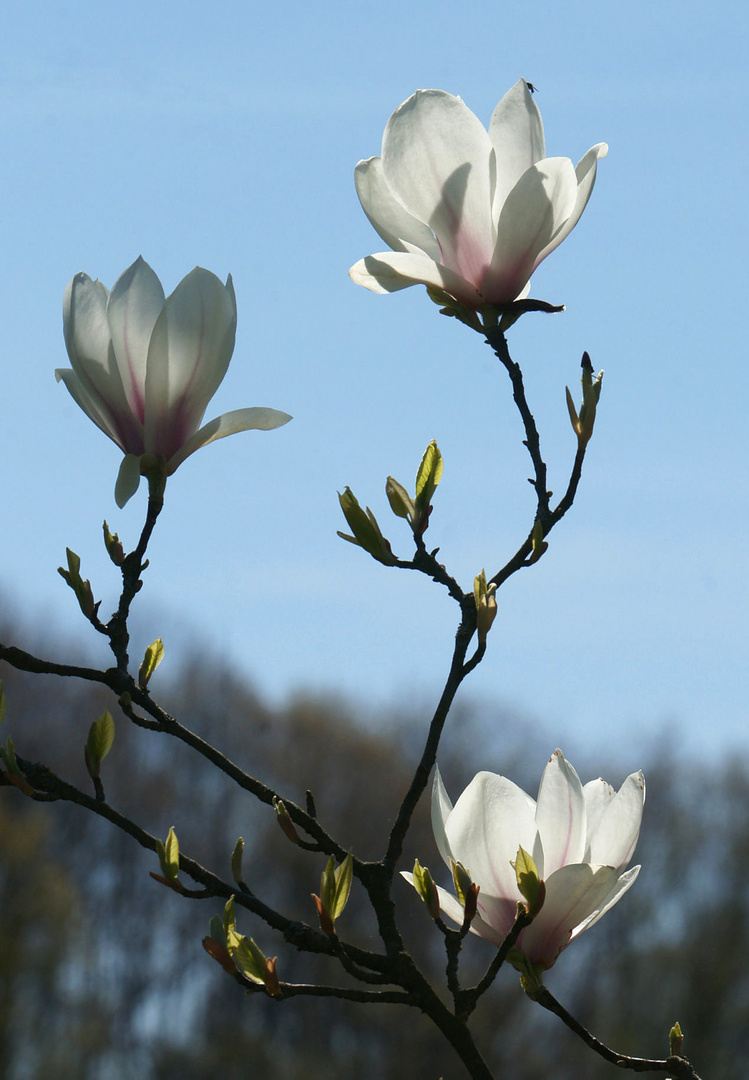 Magnolienblüten im Gegenlicht.