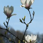 Magnolienblüten im Gegenlicht.