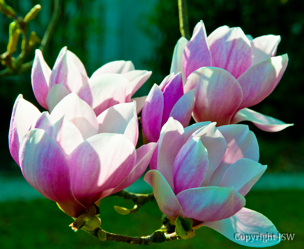 Magnolienblüten im Gegenlicht