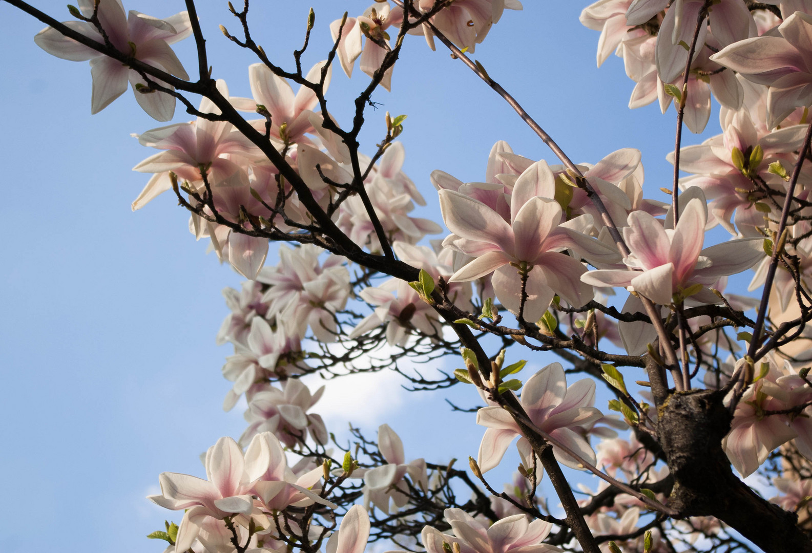 Magnolienblüten im Sonnenlicht