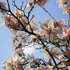 Magnolienblüten im Sonnenlicht