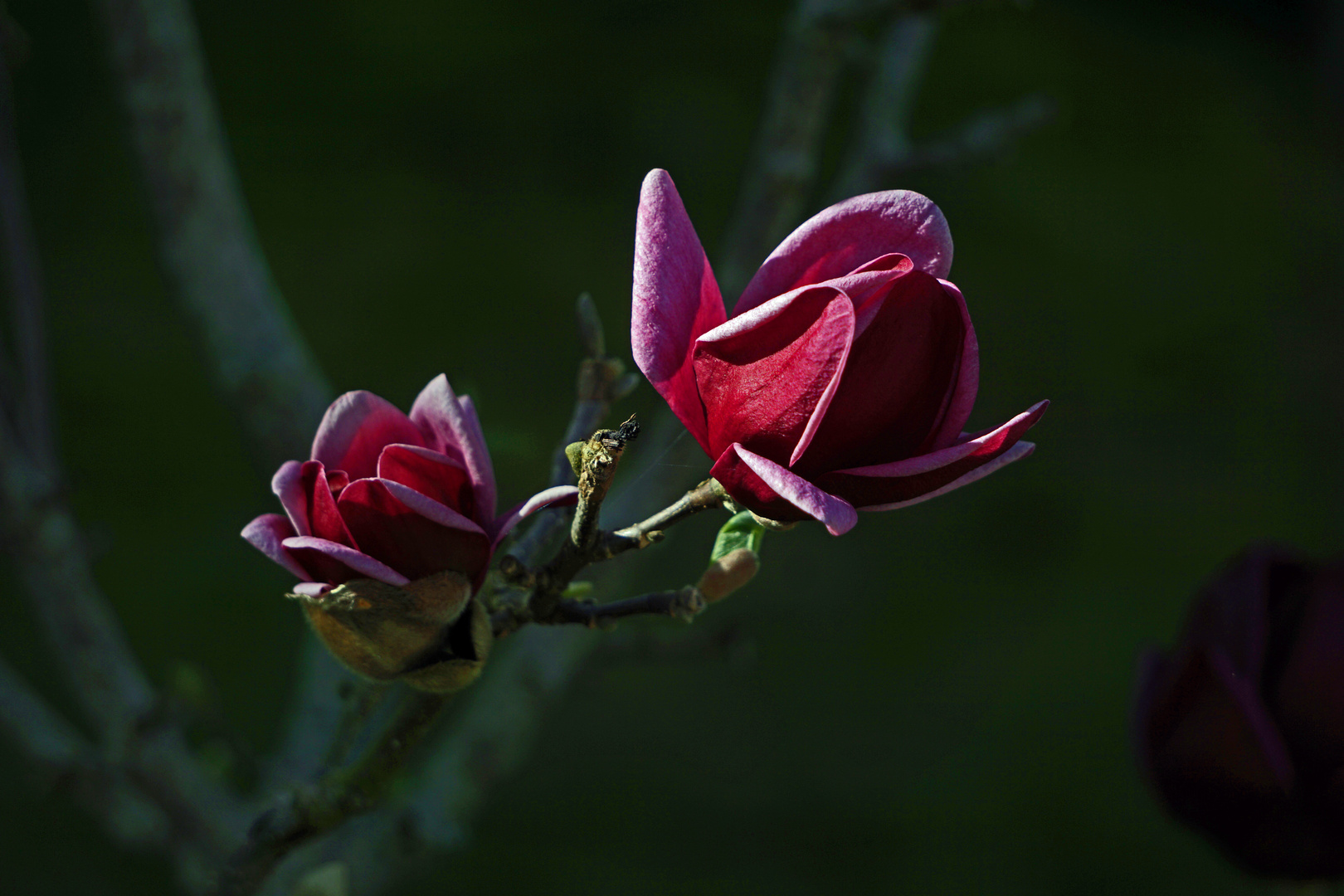 Magnolienblüten in der Morgensonne...