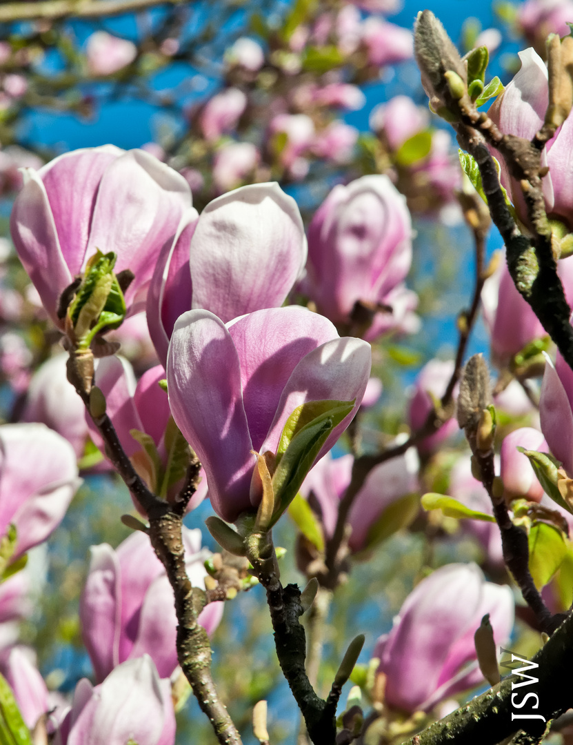 Magnolienblüten in der Morgensonne