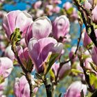 Magnolienblüten in der Morgensonne