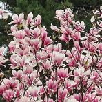 Magnolienblüten in München