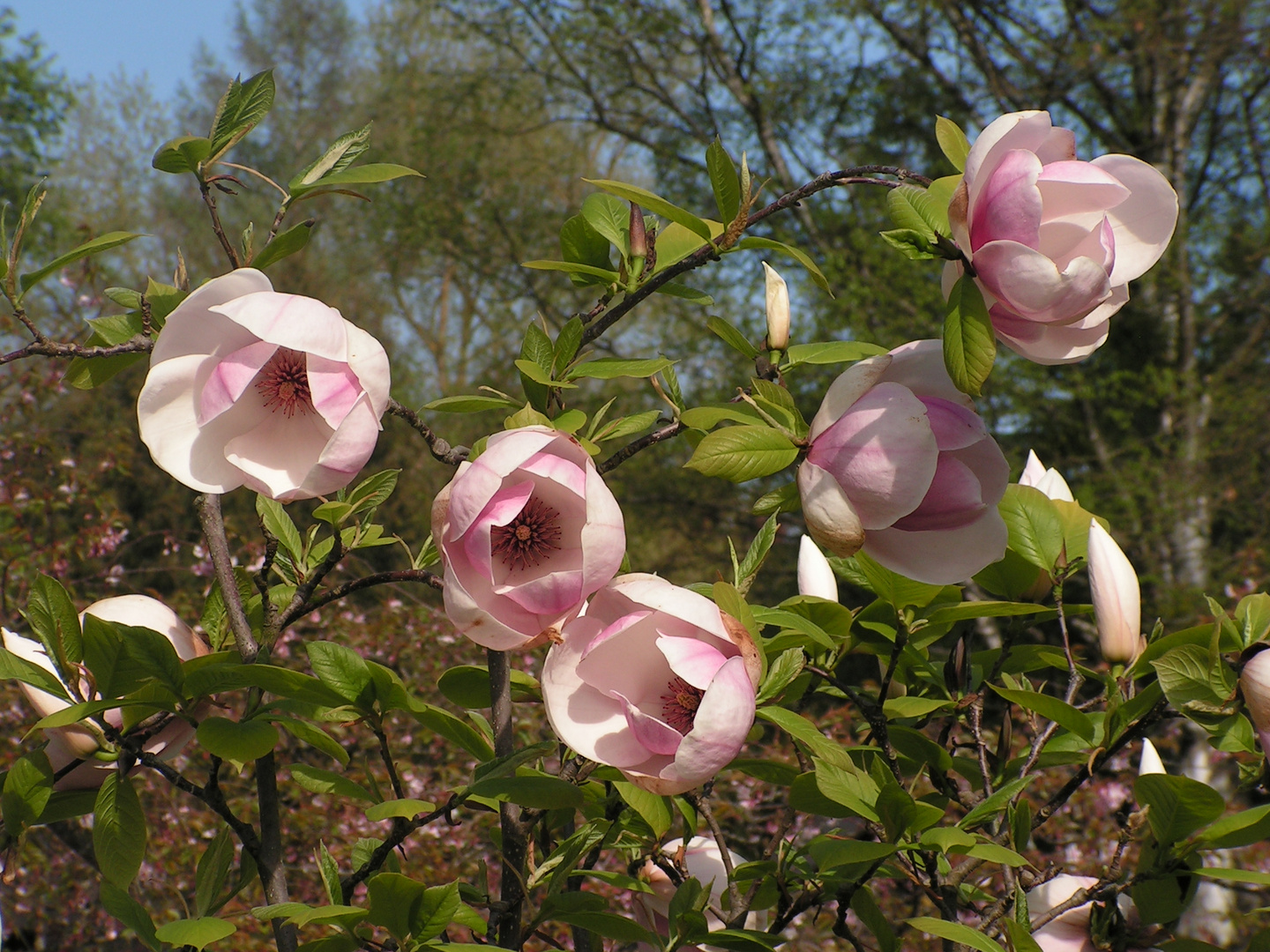 Magnolienblüten -  Insel Mainau 2006