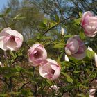 Magnolienblüten -  Insel Mainau 2006