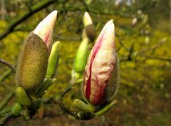 Magnolienblüten kurz vor dem erblühen. 15.März.2008 12:30 Uhr