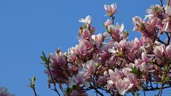 Magnolienblüten mit Himmel