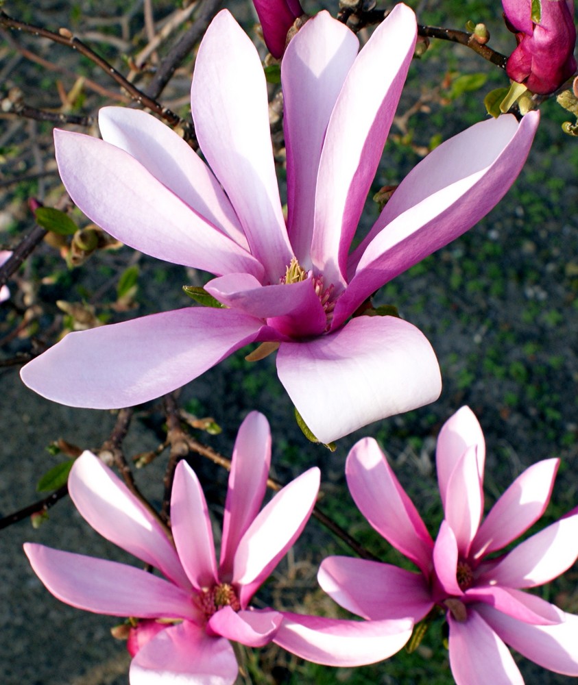 Magnolienblüten rosa