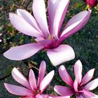 Magnolienblüten rosa