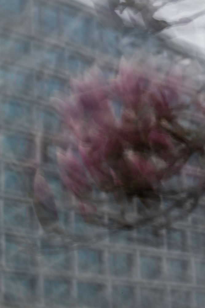 Magnolienblüten vor einem Hotelkomplex