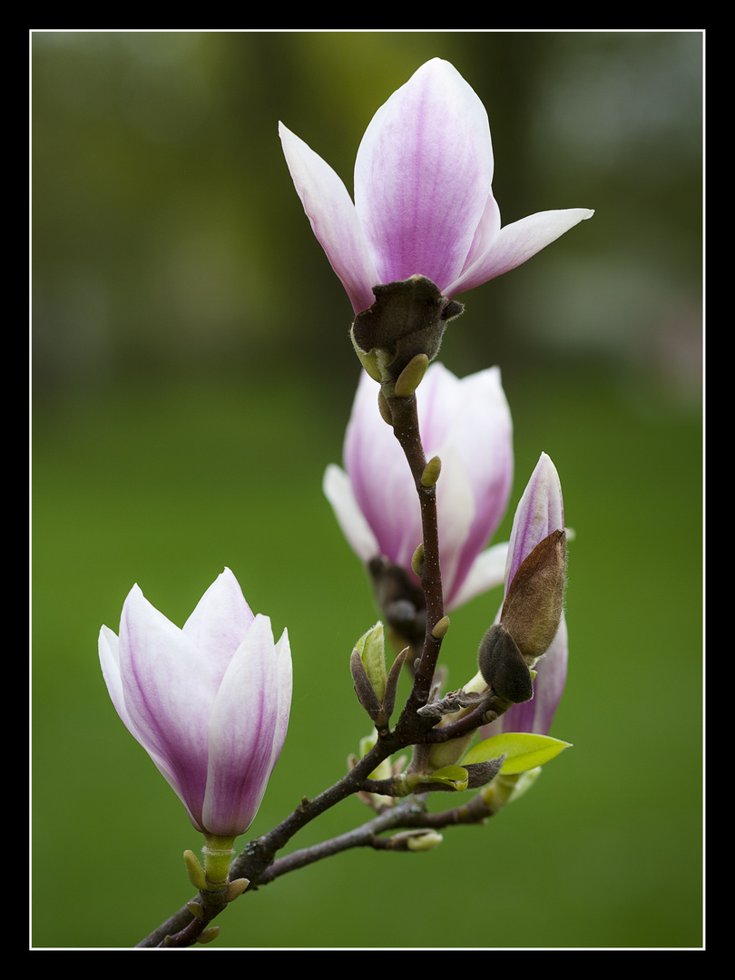 Magnolienblüten_2