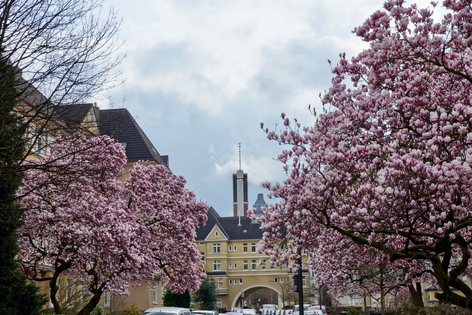 Magnolienblüten...2