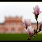 Magnolienblüten_3