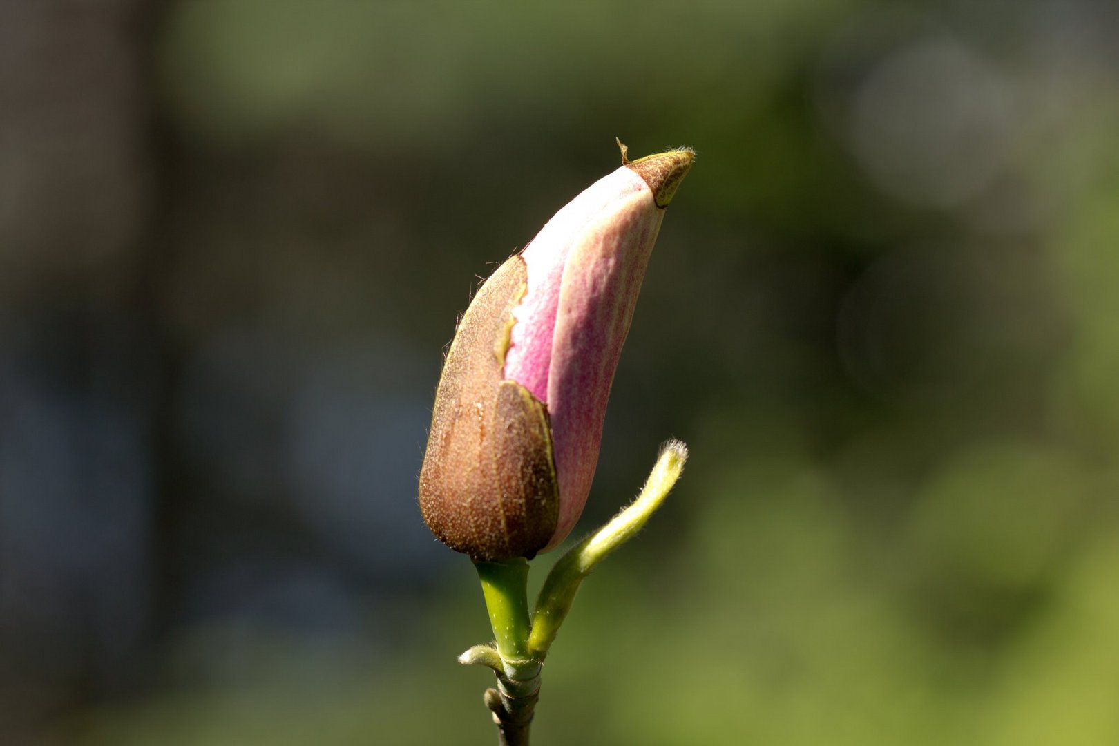 Magnolienblütenknospe vor dem Aufbrechen