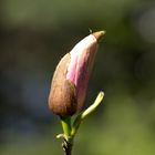 Magnolienblütenknospe vor dem Aufbrechen