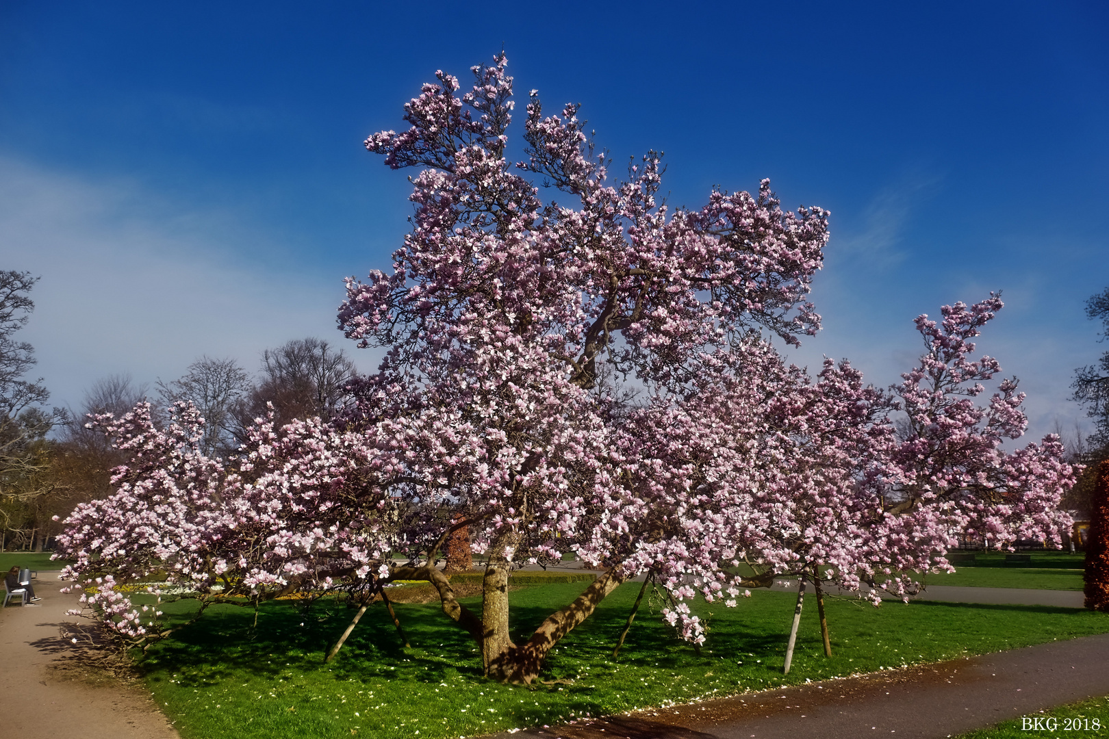 Magnolienblütenpracht 