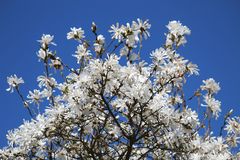 Magnolienblütenpracht