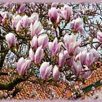 MagnolienBlütenTräume