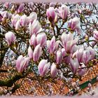 MagnolienBlütenTräume