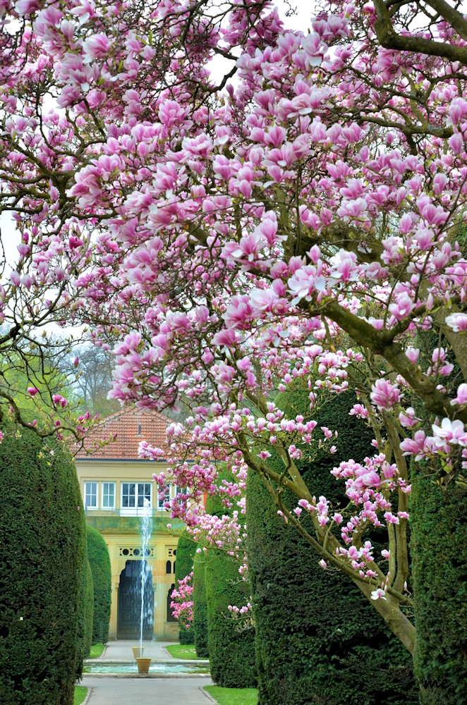 Magnolienblütentraum