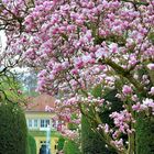 Magnolienblütentraum