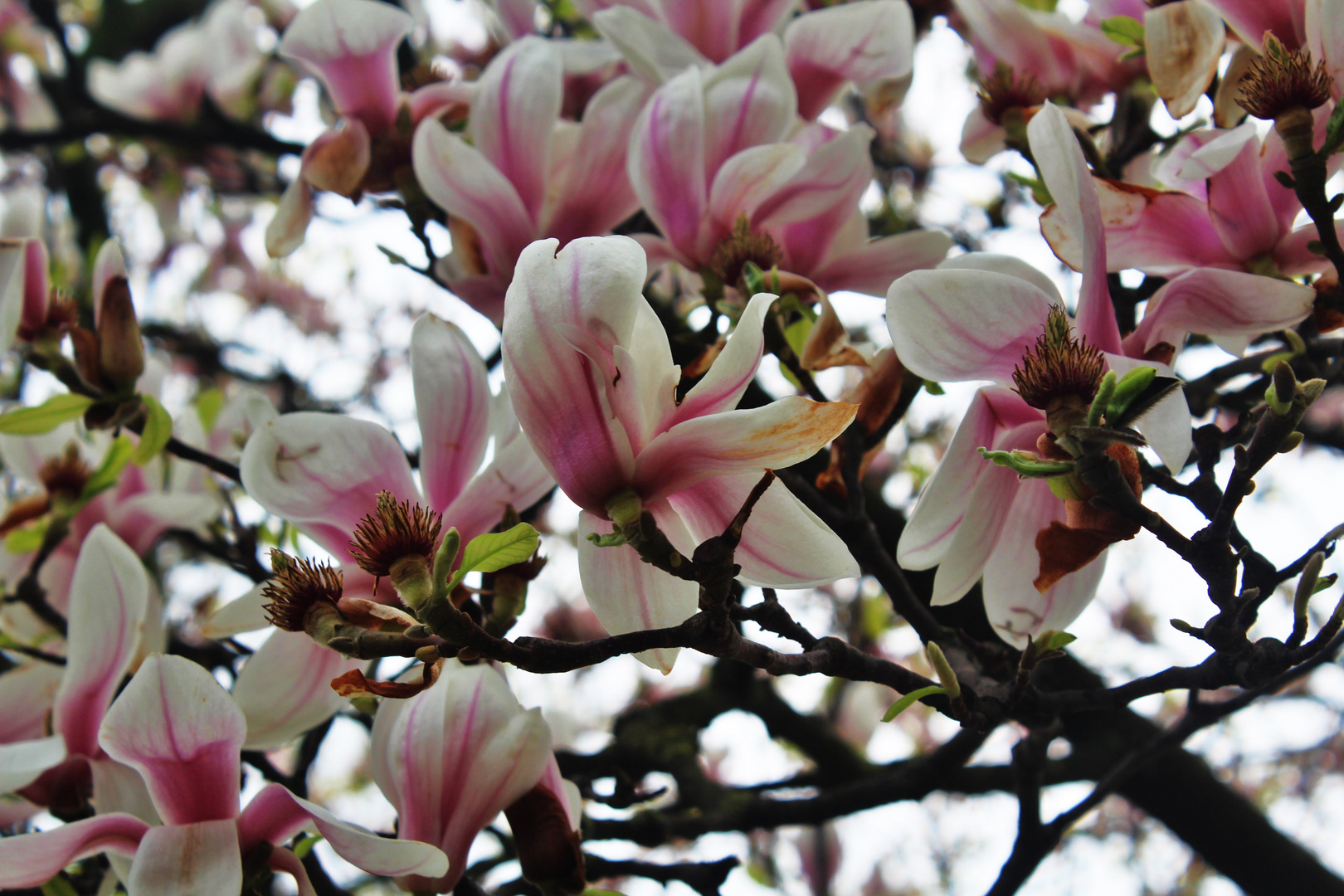 Magnolienblütenzeit