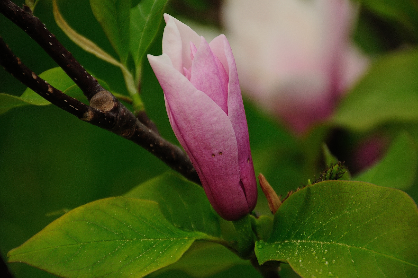 Magnolienblütte