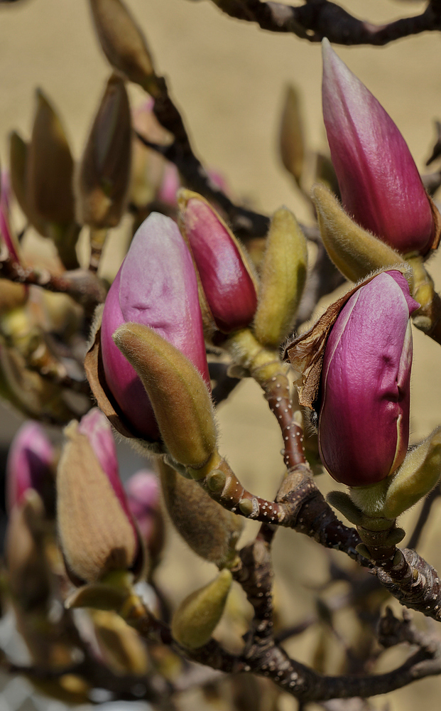 Magnolienblütten...