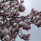 Magnolienbüten